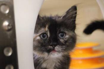 Allie -  Domestic Long Hair and Domestic Short Hair Cat for Adoption in Kansas City, Missouri - Allie | PetCurious