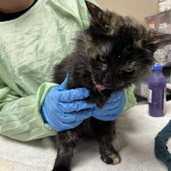 Robin -  Domestic Medium Hair Cat for Adoption in Tempe, Arizona - Robin | PetCurious