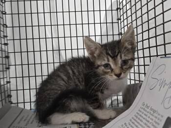 A2477251 -  Domestic Short Hair Cat for Adoption in Fort Lauderdale, Florida - A2477251 | PetCurious