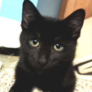 Phineas -  Domestic Short Hair Cat for Adoption in West Olive, Michigan - Phineas | PetCurious