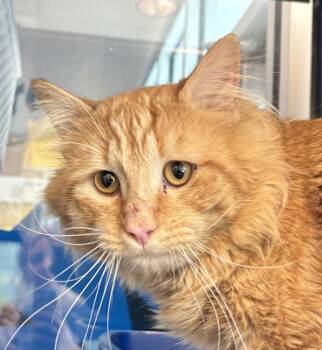 Project Paperclip -  Domestic Medium Hair Cat for Adoption in Golden, Colorado - Project Paperclip | PetCurious