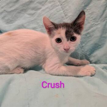 CRUSH -  Domestic Medium Hair Cat for Adoption in Auburn, California - CRUSH | PetCurious