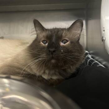 Domestic Long Hair Cats Available for Adoption - Sammie | PetCurious