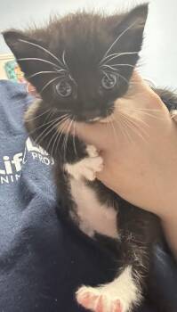 Craspedia -  Domestic Short Hair Cat for Adoption in Chamblee, Georgia - Craspedia | PetCurious