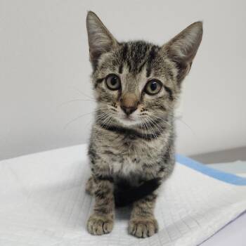 Sombrita -  Domestic Short Hair Cat for Adoption in Clearwater, Florida - Sombrita | PetCurious