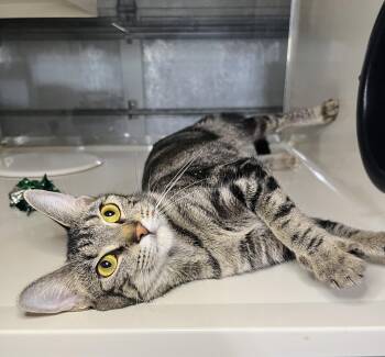 Cassie -  Domestic Short Hair and Tabby Cat for Adoption in Hammond, Louisiana - Cassie | PetCurious