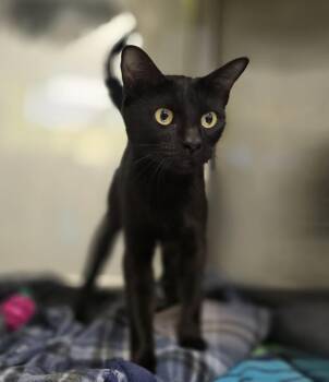 Tyra -  Domestic Short Hair Cat for Adoption in Dickson, Tennessee - Tyra | PetCurious