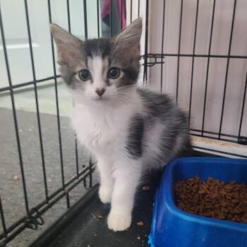 Latte -  Domestic Medium Hair Cat for Adoption in Russellville, Kentucky - Latte | PetCurious
