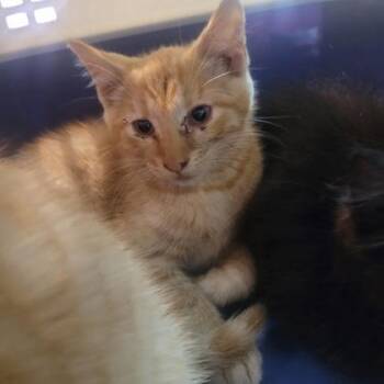 Domestic Short Hair Cats Available for Adoption in Memphis, Tennessee - Squiggy | PetCurious