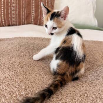 Skittles -  Domestic Short Hair Cat for Adoption in Elfin Forest, California - Skittles | PetCurious