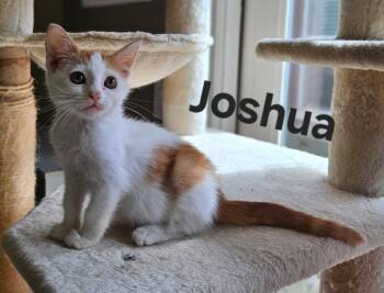 Rescue Domestic Short Hair Cats for Adoption in San Jacinto, California - Joshua | PetCurious