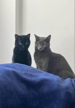 Sable (ObsidiaLitter) -  Domestic Short Hair Cat for Adoption in Chicago, Illinois - Sable (ObsidiaLitter) | PetCurious