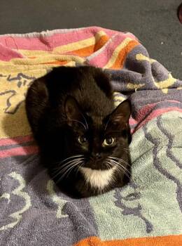 Ash (BONDED PAIR) -  Domestic Short Hair Cat Available for Adoption in Bolton, Connecticut - Ash (BONDED PAIR) | PetCurious