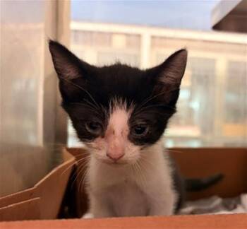 BILLIE -  Domestic Short Hair Cat for Adoption in Baytown, Texas - BILLIE | PetCurious