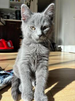 Russian Blue and Domestic Short Hair Cats Available for Adoption - Iris | PetCurious