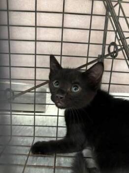 Kael -  Domestic Short Hair Cat for Adoption in Port Allen, Louisiana - Kael | PetCurious