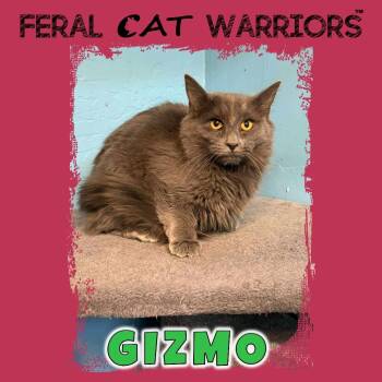 Rescue Domestic Medium Hair Cats for Adoption in Kingman, Arizona - K25133/Gizmo | PetCurious