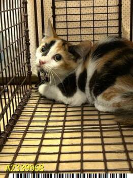 ROSIE -  Domestic Short Hair Cat for Adoption in West Palm Beach, Florida - ROSIE | PetCurious