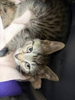 Rayne -  Domestic Short Hair Cat for Adoption in Westland, Michigan - Rayne | PetCurious