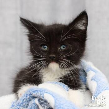 Domestic Short Hair Cats Available for Adoption in Washington, District Of Columbia - Haymitch | PetCurious