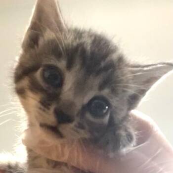 Dolly (Battatt) -  Domestic Short Hair Cat for Adoption in Cincinnati, Ohio - Dolly (Battatt) | PetCurious