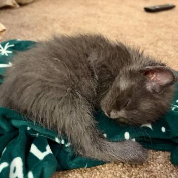 Domestic Medium Hair Cats Available for Adoption in League City, Texas - Jazzy | PetCurious