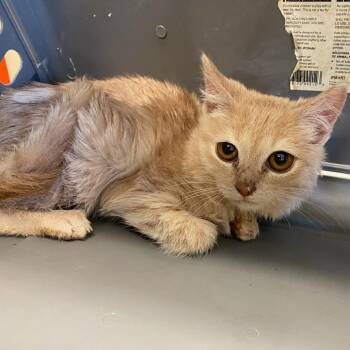 Domestic Short Hair Cats Available for Adoption - Darby | PetCurious