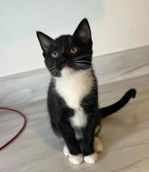 Rescue Domestic Short Hair Cats for Adoption in Dekalb, Illinois - Petite | PetCurious