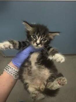 FARGO -  Domestic Short Hair Cat Available for Adoption in Doral, Florida - FARGO | PetCurious