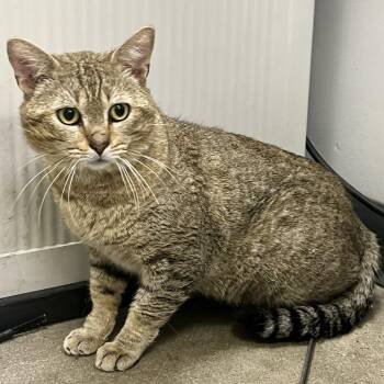 Domestic Short Hair Cats Available for Adoption in Temecula, California - Stevo | PetCurious