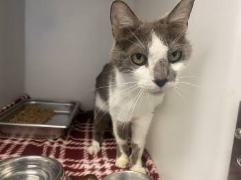 Ernie -  Domestic Short Hair Cat for Adoption in King George, Virginia - Ernie | PetCurious