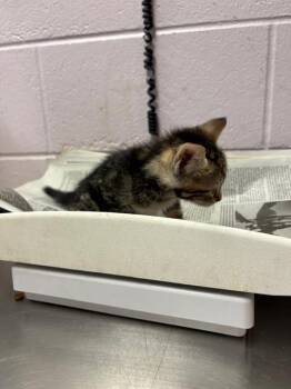 MILLI -  Domestic Short Hair Cat for Adoption in Jacksonville, Florida - MILLI | PetCurious