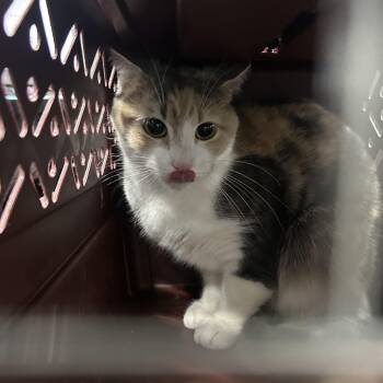 Rescue Domestic Short Hair Cats for Adoption in Newark, New Jersey - Miley | PetCurious