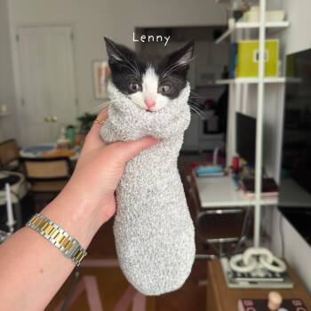 Domestic Short Hair Cats Available for Adoption - Lenny 3 | PetCurious