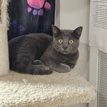 Domestic Short Hair Cats Available for Adoption - Wasabi 26-007 | PetCurious