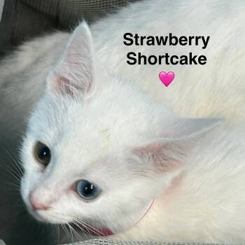 Rescue Domestic Short Hair Cats for Adoption in Beckley, West Virginia - Strawberry Shortcake | PetCurious