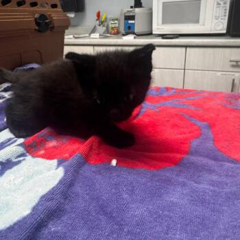 Fizzik -  Domestic Short Hair Cat for Adoption in Riverside, California - Fizzik | PetCurious