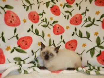 BONNIE -  Domestic Short Hair Cat for Adoption in San Jose, California - BONNIE | PetCurious