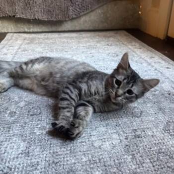 Betty -  Domestic Short Hair Cat for Adoption in Allen, Texas - Betty | PetCurious