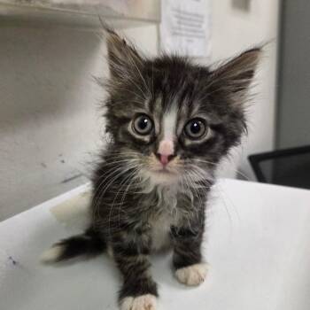 Wheezy -  Domestic Medium Hair Cat Available for Adoption in Charleston, West Virginia - Wheezy | PetCurious