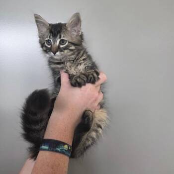 Bucatini -  Domestic Medium Hair Cat for Adoption in Sand Springs, Oklahoma - Bucatini | PetCurious