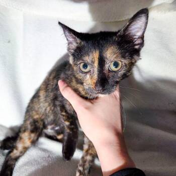 Lose It -  Domestic Short Hair Cat for Adoption in San Diego, California - Lose It | PetCurious