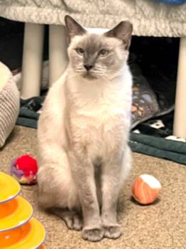 Rescue Siamese Cats for Adoption in Cape Coral, Florida - Lalita | PetCurious