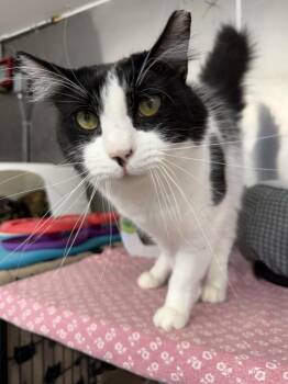 Patrick -  Domestic Medium Hair Cat for Adoption in Randolph, Massachusetts - Patrick | PetCurious
