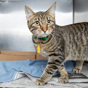 ZUKO -  Domestic Short Hair Cat for Adoption in St. Louis, Missouri - ZUKO | PetCurious