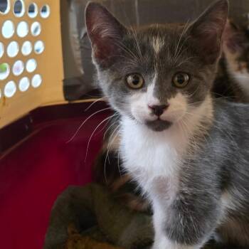 Rice Crispy -  Domestic Short Hair Cat for Adoption in Waldorf, Maryland - Rice Crispy | PetCurious
