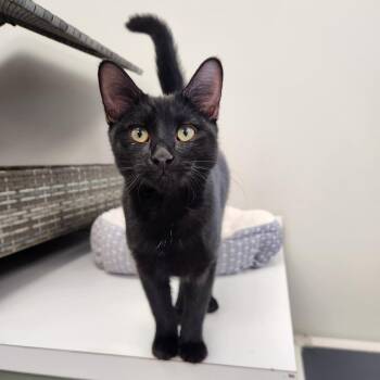 Domestic Short Hair Cats Available for Adoption in Brockton, Massachusetts - Scott | PetCurious