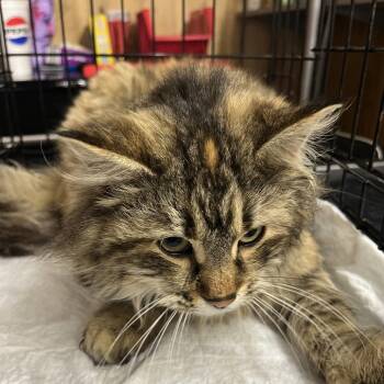 Domestic Long Hair Cats Available for Adoption - Casey | PetCurious