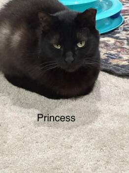 Princess -  Domestic Short Hair Cat for Adoption in Ruther Glen, Virginia - Princess | PetCurious