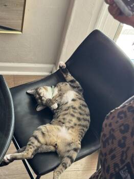 Domestic Short Hair Cats Available for Adoption in Virginia Beach, Virginia - Frodo | PetCurious